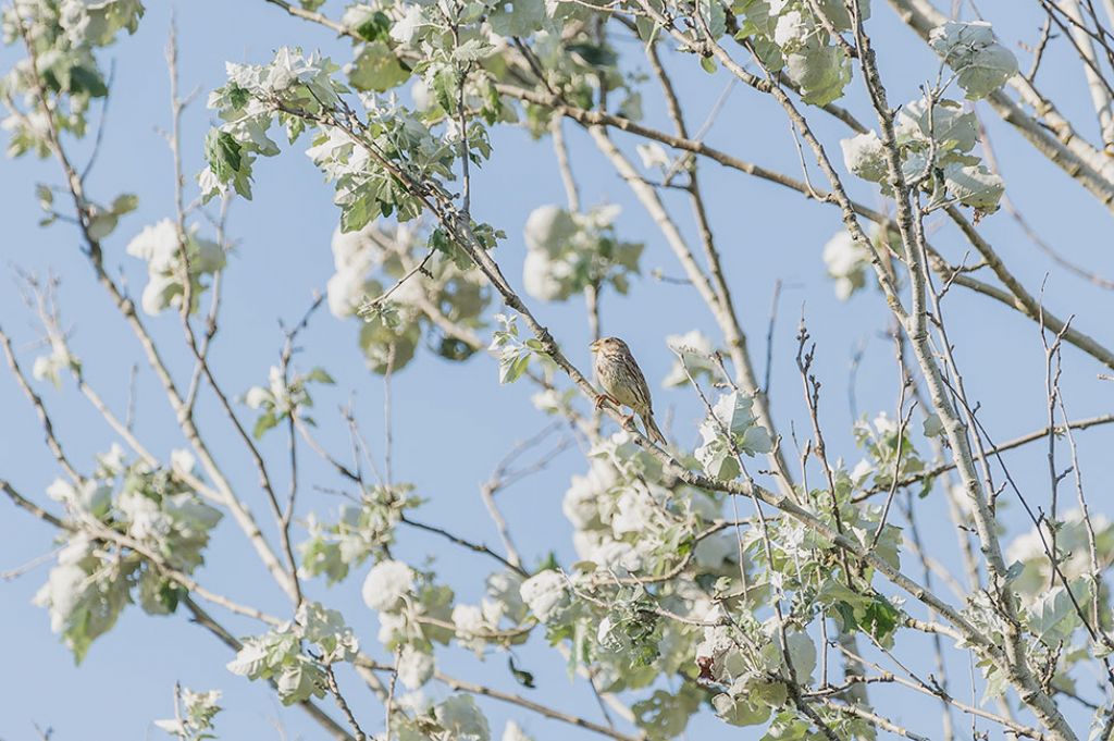 Osservazioni 2017, 3: Strillozzo (Emberiza calandra)